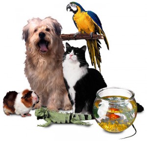 Blessing of the Pets at CAI @ Congregation Anshei Israel | Tucson | Arizona | United States