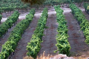 Wine on the Vine Wine Tasting @ Tucson JCC